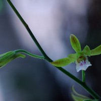 Eulophia epidendraea (J.Koenig ex Retz.) C.E.C.Fisch.